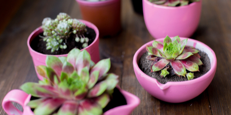 pink-potted-succulents